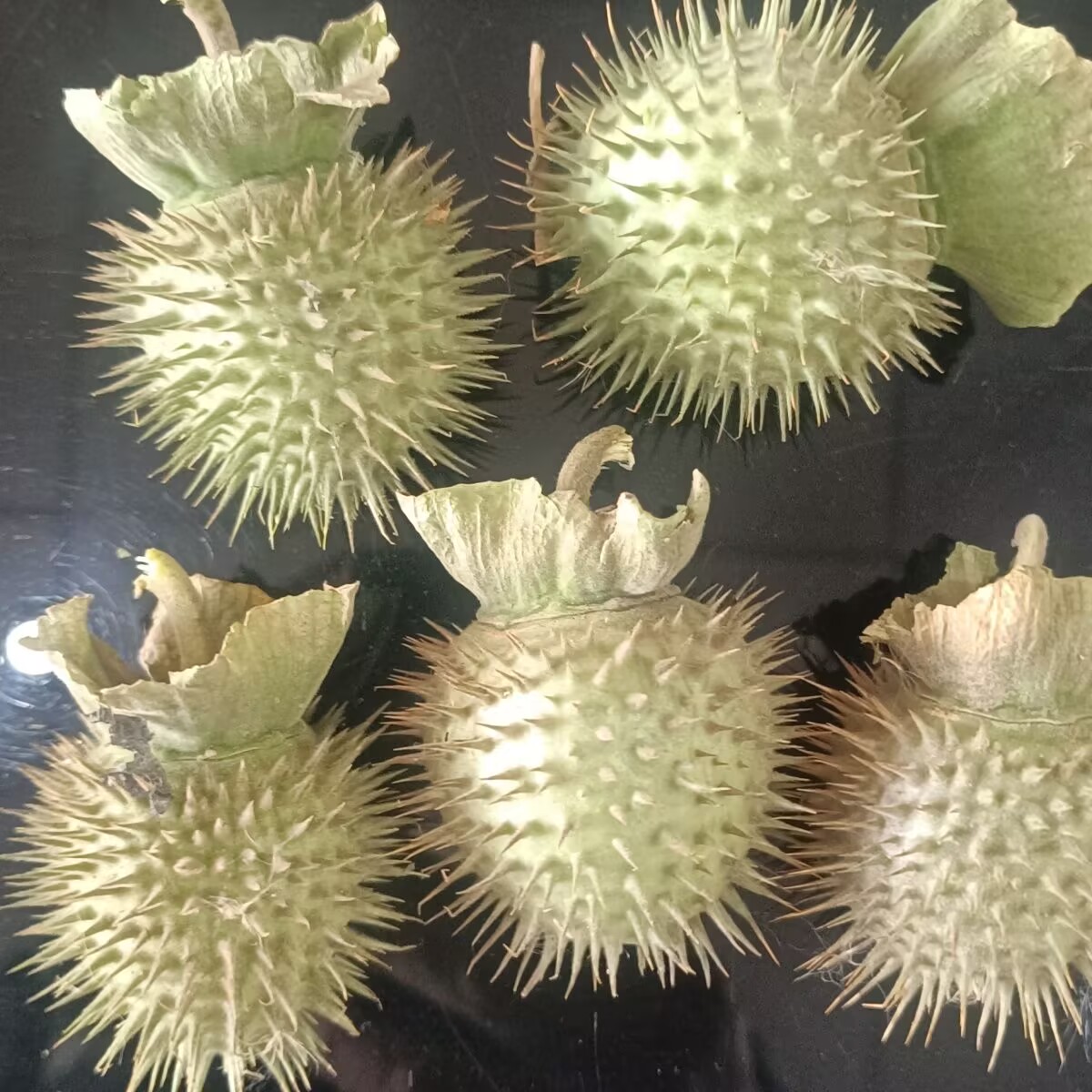 High-Quality Natural Dried Dat - Candle Making And Perfume ulasan dan harga